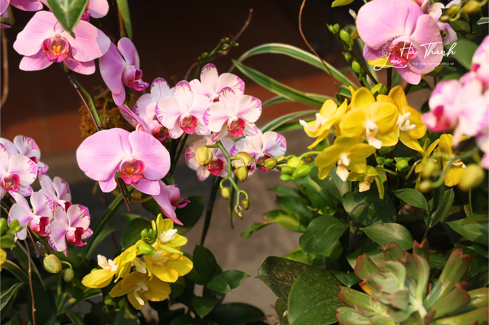 Chậu Lan Hồ Điệp tiểu cảnh hồng – trắng – vàng cao cấp | Lan Hà Thành